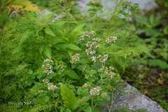 Origanum vulgare
